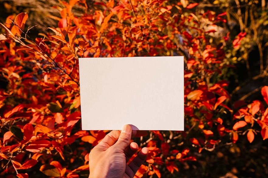 Empty Paper Against an Autumn Bush