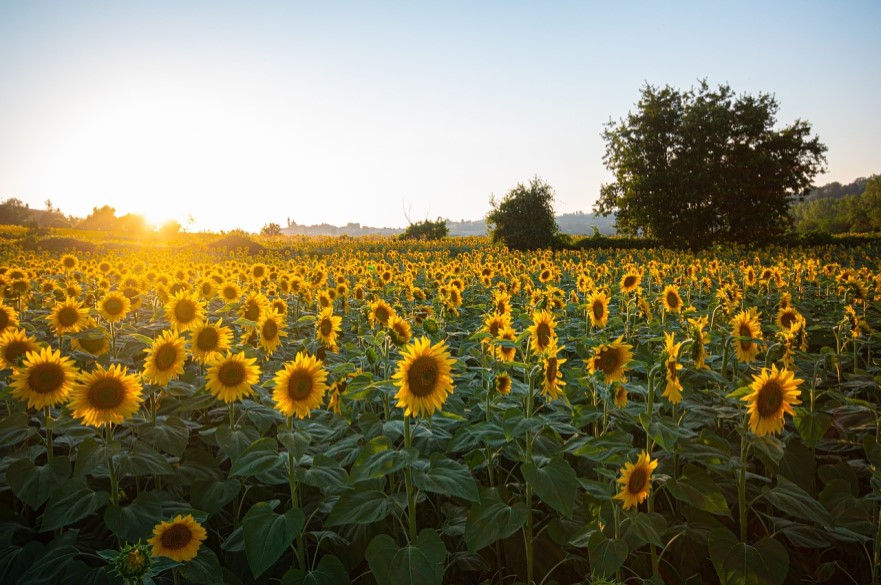 Sunflower Field At Sunset