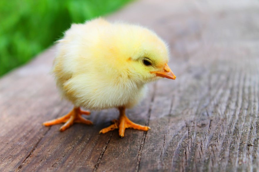 A Yellow Chick