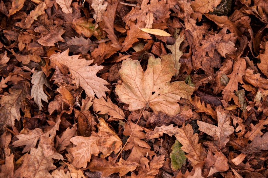 Brown Leaves